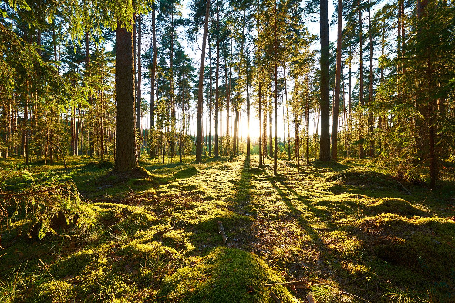 skog